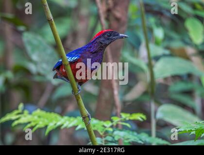 garnet pitta perch sur branche - Erythropitta granatina Banque D'Images