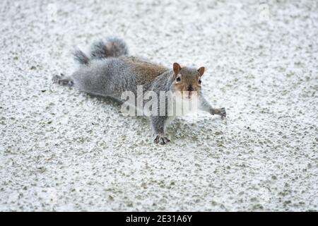 Écureuil gris (Sciurus carolinensis) escalade sur le côté d'un mur de maison - Écosse, Royaume-Uni (partie de la série - voir info supplémentaire) Banque D'Images