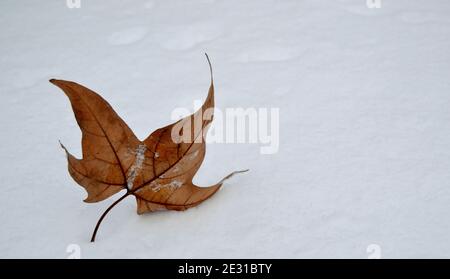 Feuille d'érable jaune dans la nature sur la neige. Banque D'Images