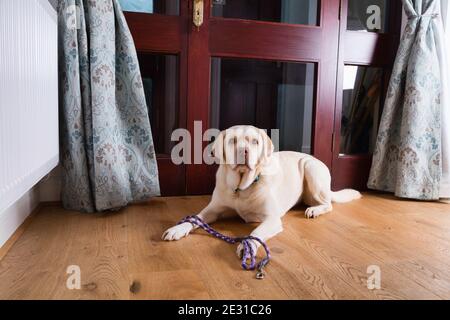 Golden Labrador attend avec espoir à la porte avec son plomb. Banque D'Images