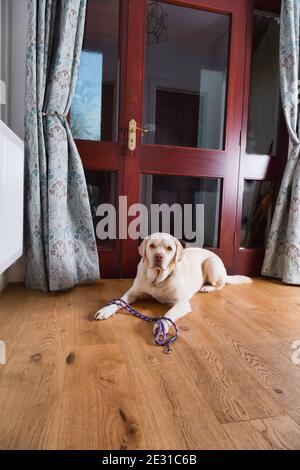 Golden Labrador attend avec espoir à la porte avec son plomb. Banque D'Images