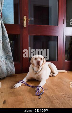 Golden Labrador attend avec espoir à la porte avec son plomb. Banque D'Images