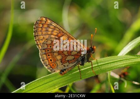 Papillon fritillaire de Marsh au repos. Dorset, Royaume-Uni, mai 2018 Banque D'Images