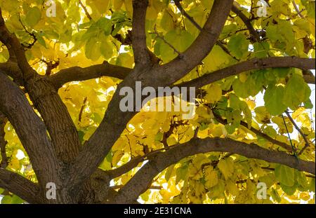 Μulberry, l'arbre morus laisse le fond jaune sous la vue, un jour d'automne. Branches, plante à fleurs décidues, famille des moraceae. Les vers à soie ne mangent que du mulb Banque D'Images
