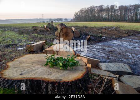 Aylesbury Vale, Buckinghamshire, Royaume-Uni. 15 janvier 2021. HS2 a maintenant libéré le complexe de Ditch de Grim après avoir détruit l'ancienne forêt. Un vieux chêne aimé par les habitants a été coupé par HS2 pour permettre le stationnement des entrepreneurs et a maintenant été laissé pourrir causant beaucoup de détresse dans la communauté locale. Crédit : Maureen McLean/Alay Banque D'Images