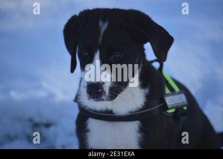 le chiot connaît l'hiver Banque D'Images