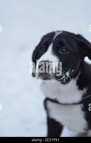 le chiot connaît l'hiver Banque D'Images