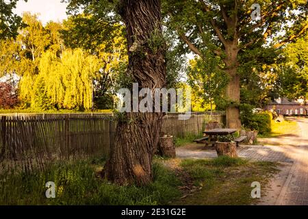 Un grand vieux arbre, une table de pique-nique et une clôture en bois à Eersel entouré de verdure sur un mot ensoleillé pendant le coucher du soleil créant un paysage idyllique conscient. Banque D'Images