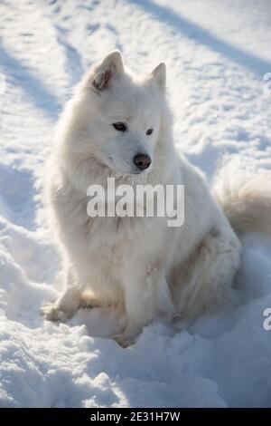 Un chien blanc Samoyed est assis sur la neige blanche. Banque D'Images