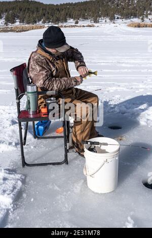 Un pêcheur assis sur la glace dans une chaise pliante enlève une leurre de la perchaude qu'il vient de pêcher sur la glace. Banque D'Images