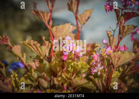 Begonias, Semperflorens begonias, dans le jardin, begonia en pot. Motif de belle couleur naturelle jaune et orange fleurs begonia texture pleine floraison i Banque D'Images