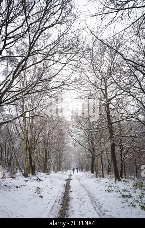 Personnes marchant le long d'une piste enneigée dans la forêt de Sherwood, en Angleterre. Banque D'Images