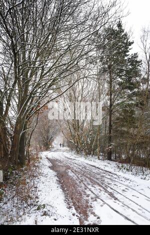 Personnes marchant le long d'une piste enneigée dans la forêt de Sherwood, en Angleterre. Banque D'Images