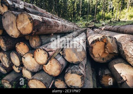 Un tas de grumes dans une scierie dans la forêt - récolte du bois Banque D'Images