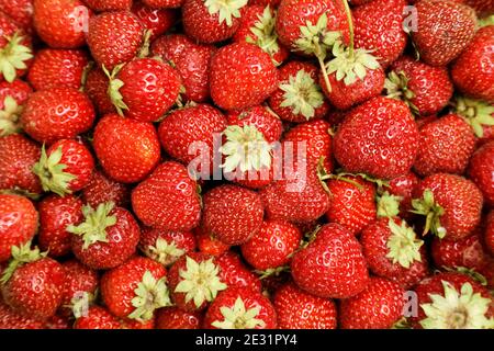 Gros plan image d'un grand nombre de fraises mûres fraîches Banque D'Images