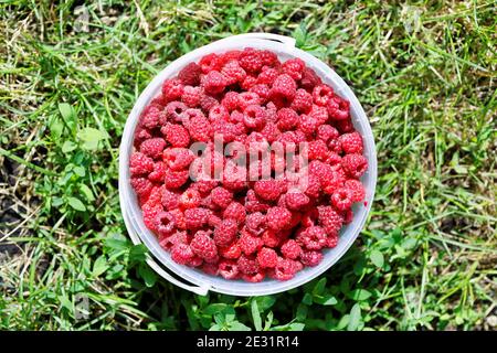 Framboises rouges fraîches dans un seau en plastique sur un vert herbe Banque D'Images