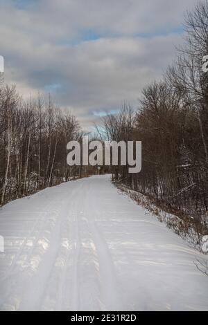 sentier traversant la forêt en hiver Banque D'Images