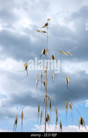 Avena sterilis pointes en été Banque D'Images