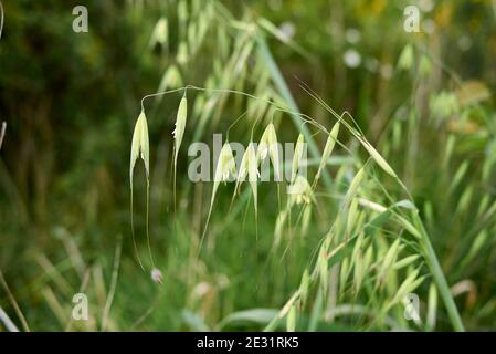 Avena sterilis en fleur Banque D'Images