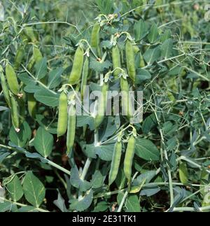 Les gousses matures de pois marrowFAT variété 'Progreta' sur les plantes cultivées dans le champ, Berkshire Banque D'Images