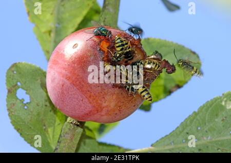 Les guêpes (Vespula vulgaris) et les mouches (Muscidae spp.) se nourrissant d'une prune victoria mûre endommagée sur l'arbre, Devon, juin Banque D'Images