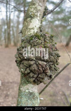 Une grande croissance de chancre s'est formée sur le tronc d'un jeune bouleau argenté (Betula pendula), Berkshire, mars Banque D'Images