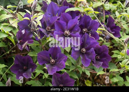 Clematis 'Gypsy Queen' un grand groupe d'élagage de fleurs tardives 3 Blue Climber parmi Pyracantha, Berkshire, juillet Banque D'Images