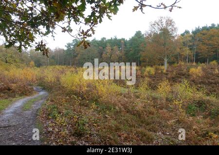 Snelsmore commune en automne avec des jeunes arbres de la lande et des bouleaux argentés épars (Betula pendula), Newbury, Berkshire, novembre Banque D'Images