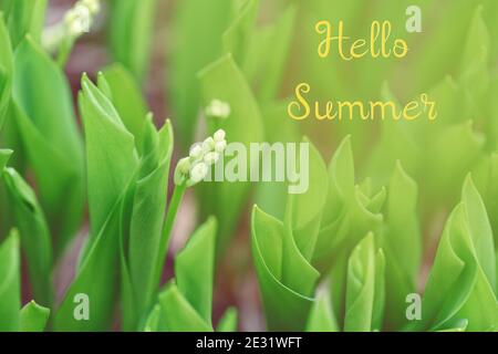 Bonjour été. Carte de saison avec texte jaune. Belle macro de petits bourgeons de fleurs d'été de printemps dans l'herbe verte légère. Tons pastel vert clair pâle Banque D'Images