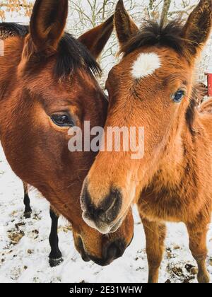 deux têtes de cheval brunes dans la neige Banque D'Images