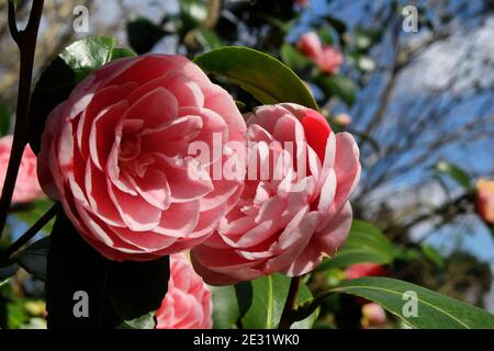 Rosettes roses du camélia japonais, en fleur par temps ensoleillé Banque D'Images