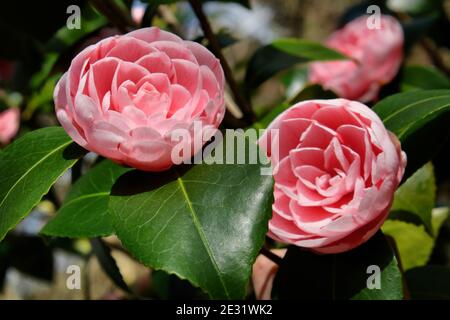 Rosettes roses du camélia japonais, en fleur par temps ensoleillé Banque D'Images