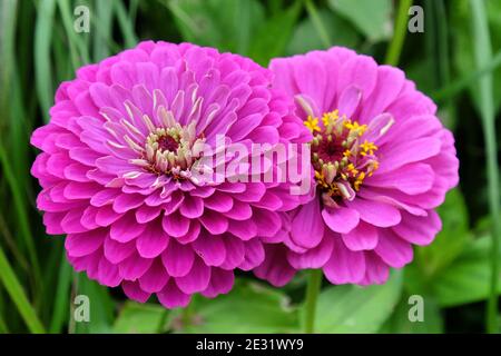 Zinnia rose (Zinnia elegans) 'prince pourpre' en fleur pendant les mois d'été Banque D'Images