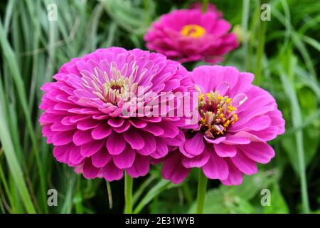 Zinnia rose (Zinnia elegans) 'prince pourpre' en fleur pendant les mois d'été Banque D'Images