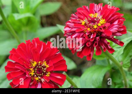 Zinnia rouge (Zinnia elegans) 'prince pourpre' en fleur pendant les mois d'été Banque D'Images