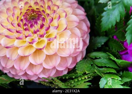 Une dahlia à pompon jaune et violet Banque D'Images