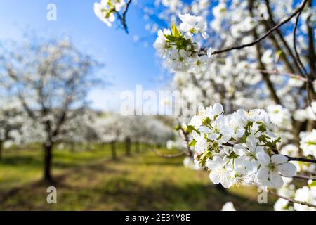 Verger à fleurs près de Cejkovice, Moravie du Sud, République tchèque Banque D'Images