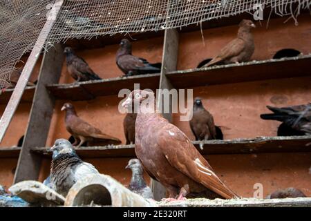 Pigeons à l'intérieur de leur maison, Achuganj, Brahmanbaria, Bangladesh. Banque D'Images