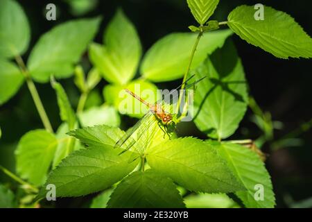 libellule orange assis sur une feuille dans un patch de lumière du soleil Banque D'Images
