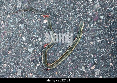 Un petit serpent mort couché sur une route. Sang et flancs visibles. Vue de dessus. Banque D'Images