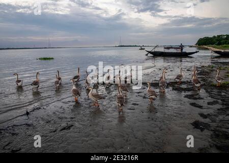 Un troupeau de cygnes sur la rive du fleuve Meghna, au Bangladesh. Banque D'Images