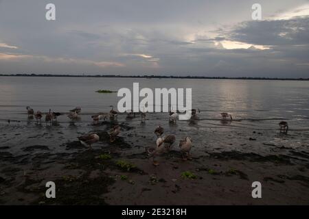 Un troupeau de cygnes sur la rive du fleuve, au Bangladesh. Banque D'Images