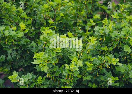 Baies de groseilles à maquereau vertes sur des branches d'arbuste vert épineux Banque D'Images