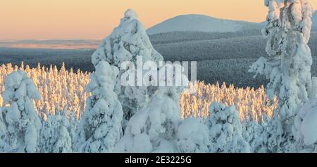 Forêt enneigée et coquillages en Laponie finlandaise Banque D'Images