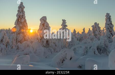 Forêt enneigée et coquillages en Laponie finlandaise Banque D'Images