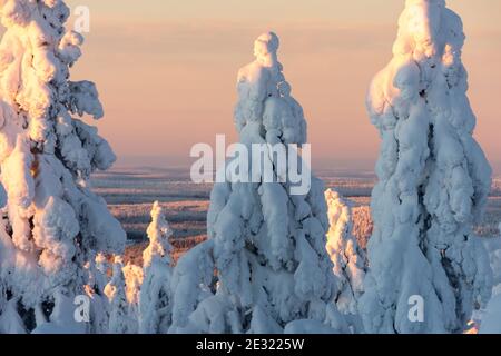 Forêt enneigée et coquillages en Laponie finlandaise Banque D'Images