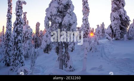 Forêt enneigée et coquillages en Laponie finlandaise Banque D'Images