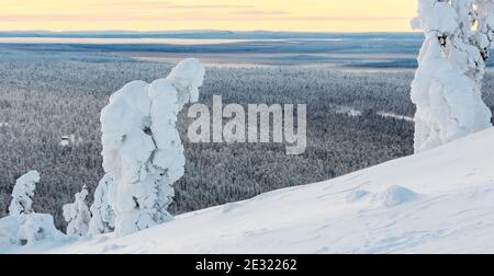 Forêt enneigée et coquillages en Laponie finlandaise Banque D'Images