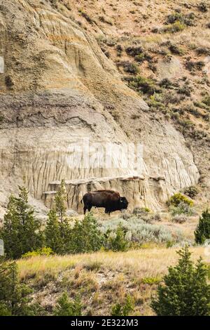 Bison dans le canyon peint du parc national Theodore Roosevelt Banque D'Images