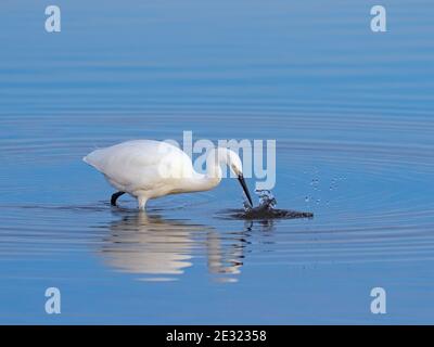 Aigrette garzette Egretta garzetta chassant les poissons à Titchwell RSPB Réserver Norfolk Banque D'Images